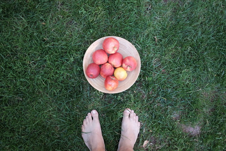 Low section of person standing by fresh apples in plate on grass at back yard