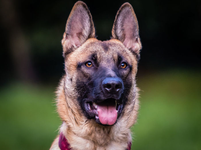 Close-up portrait of a dog