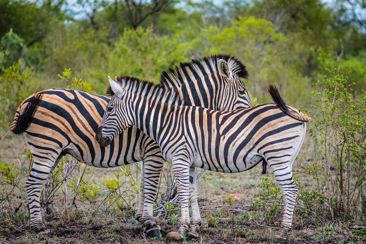 Zebra on tree against plants