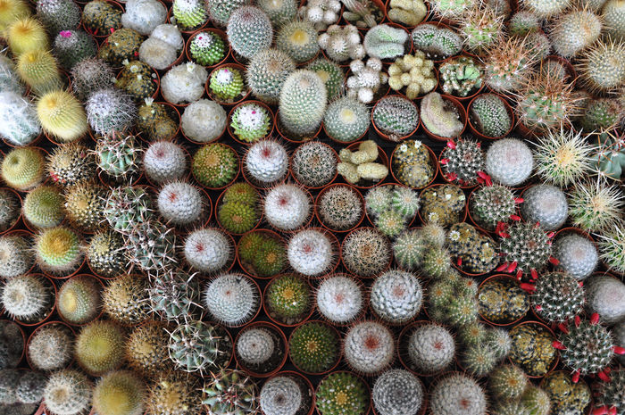 Full frame shot of potted cactus plants