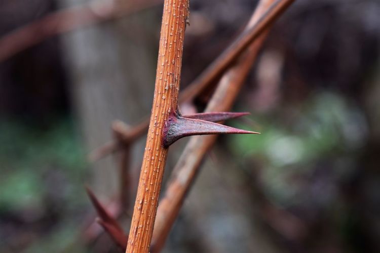 Close-up of leaf on metal fence