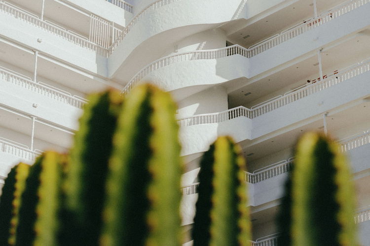 Low angle view of cactus against building