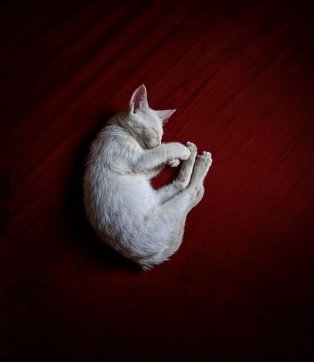 High angle view of white cat on floor