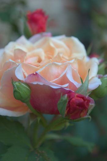 Close-up of roses