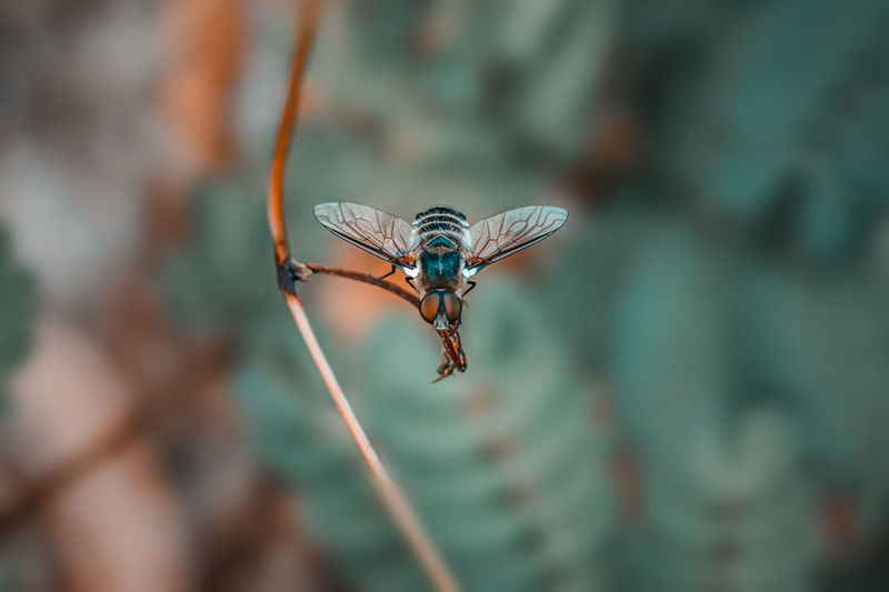 Close-up of flies