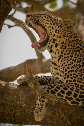 Close-up of leopard yawning on tree