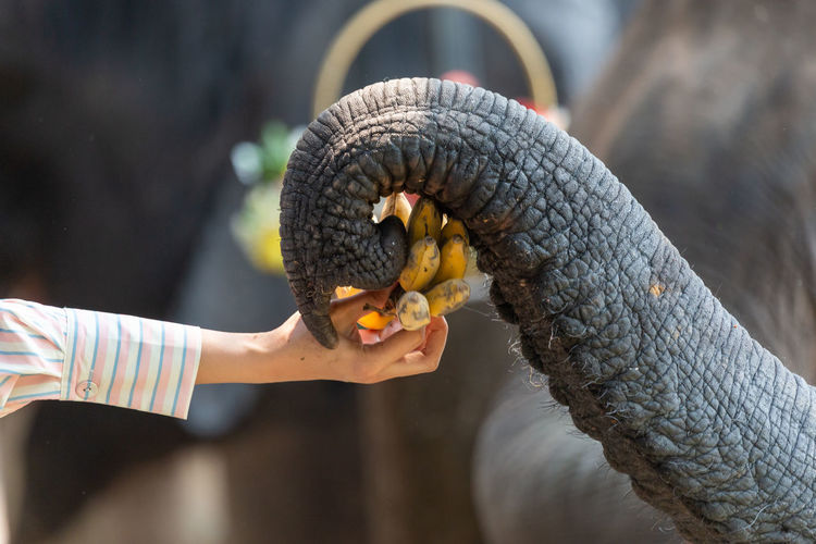 The head of the elephant the elephant eats a banana