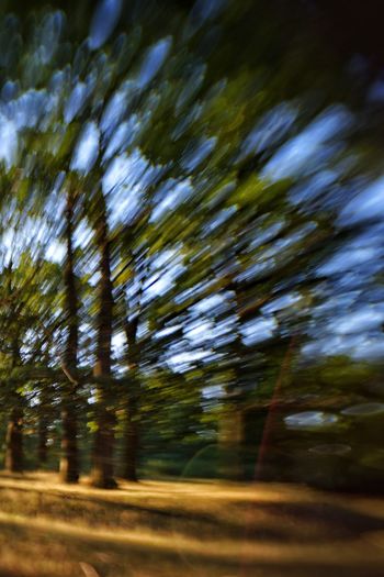 Blurred motion of trees