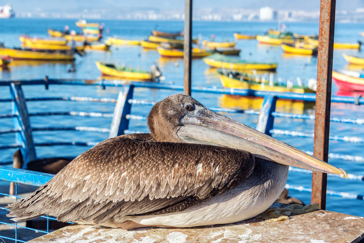 Pelican relaxing against boats on lake