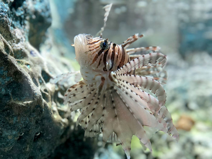 Close-up of fish swimming undersea