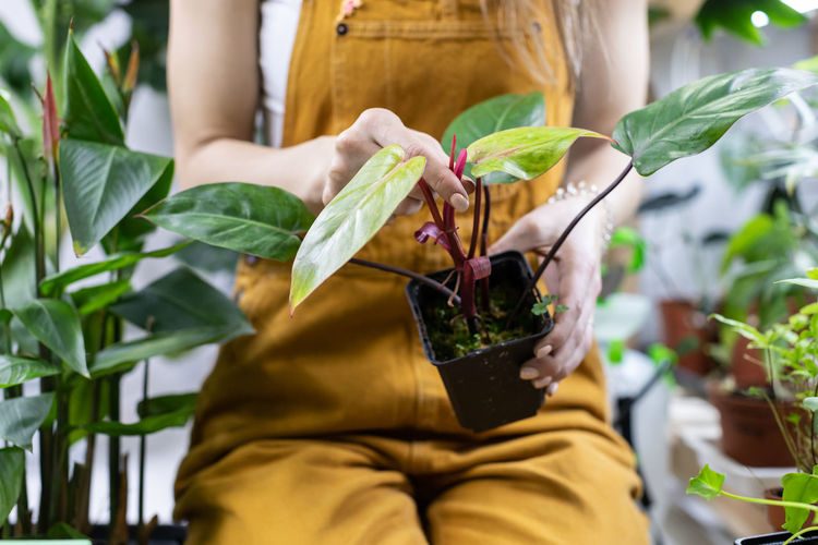 Woman gardener hold houseplant work in home garden examine plant before replanting or sale in shop