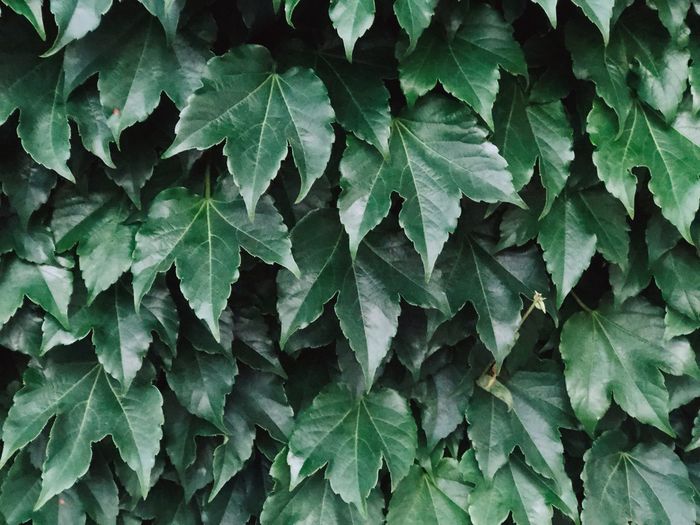 Full frame shot of leaves