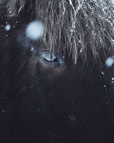 Close-up of horse during winter