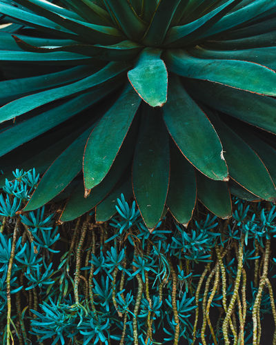 Full frame shot of plant growing on wall