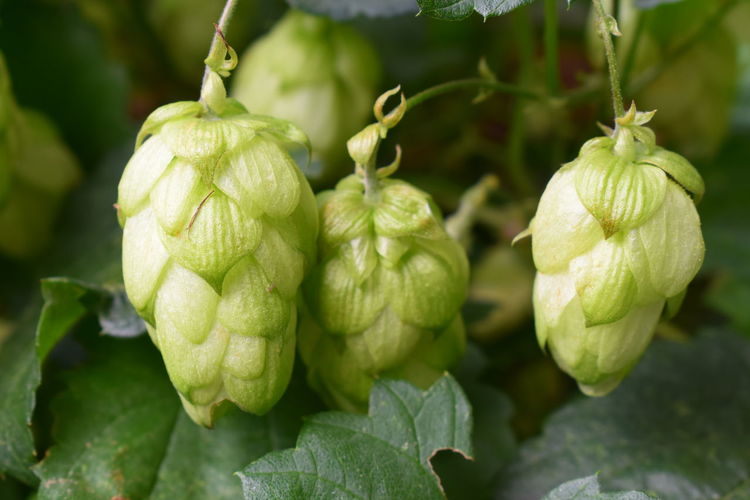 Close-up of fruits growing on plant