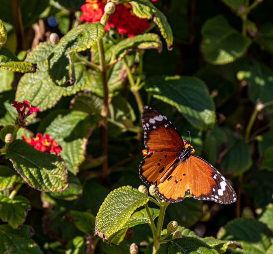 Butterfly on plant