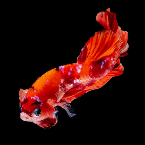 Close-up of orange fish swimming in sea