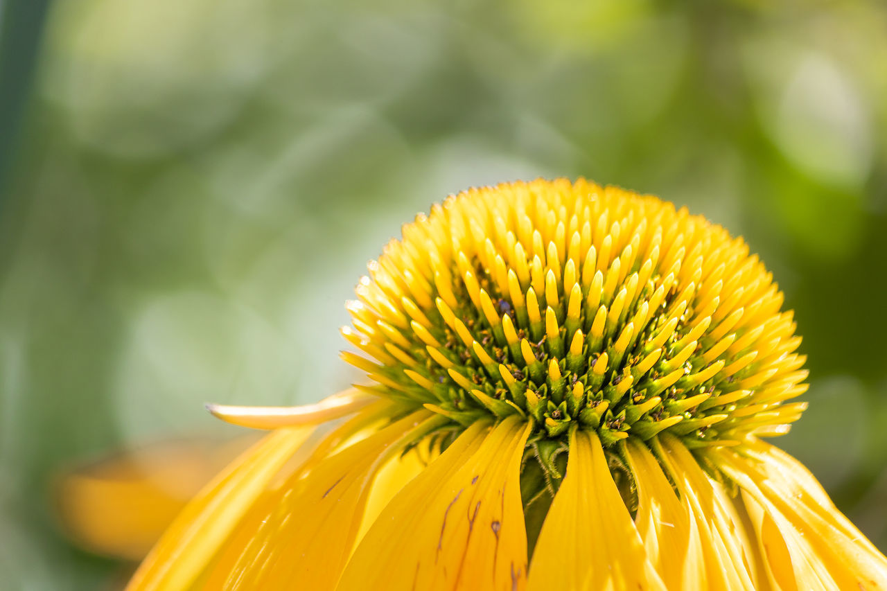 close-up-of-plant-growing-on-plant-id-93634582