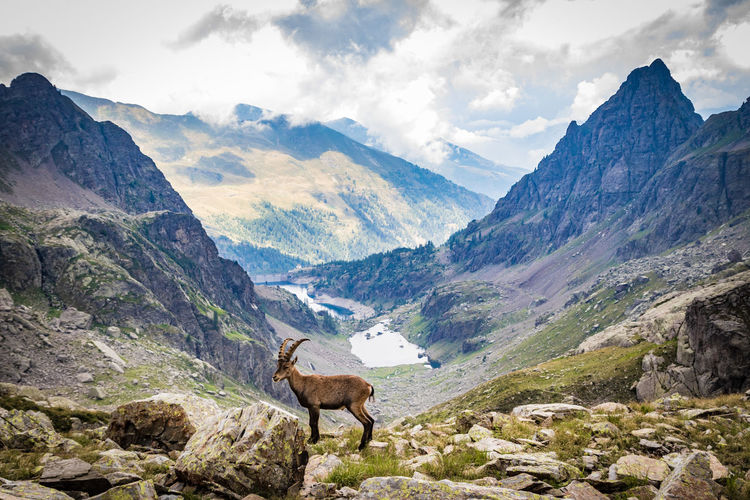 High altitude panorama.  mountains and an ibex on a cloudy day