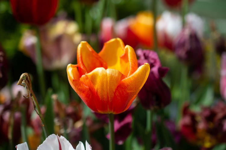 Close-up of tulips on field