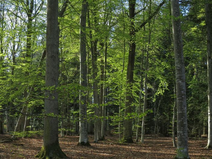 Trees in forest