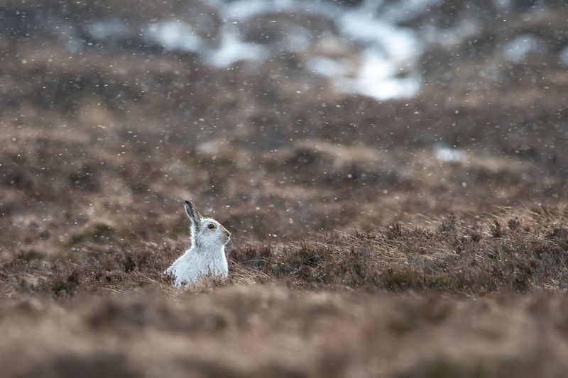 Rabbit on land during snowfall