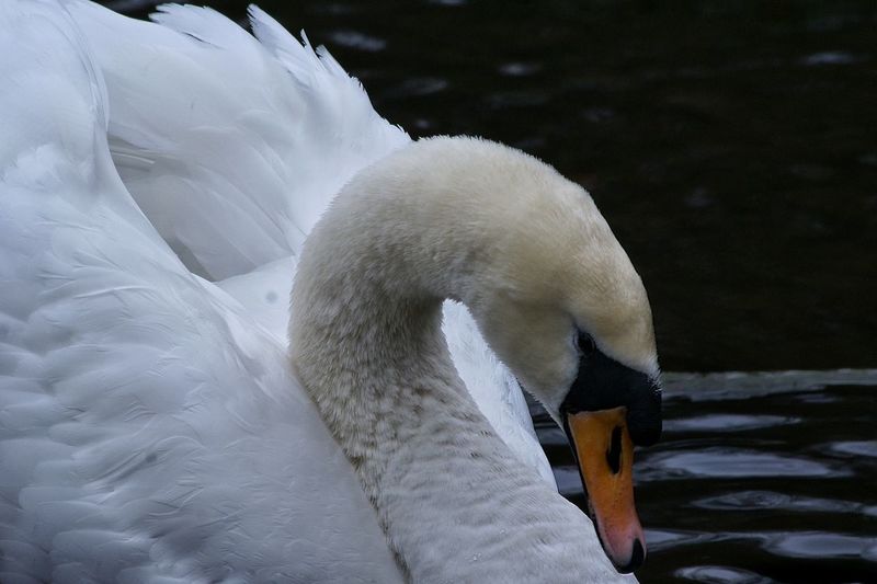 Mute swan swimming in pond