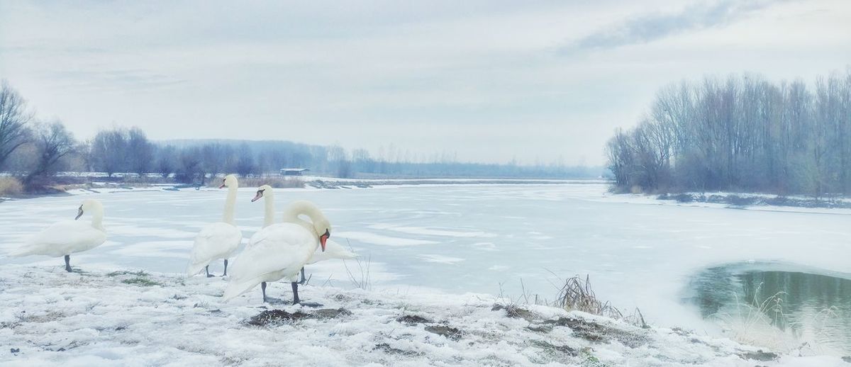 Swans on frozen lake against sky during winter