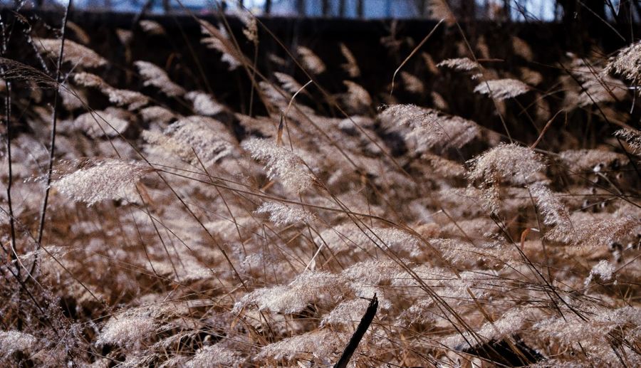 Close-up of dry plants on snow covered land