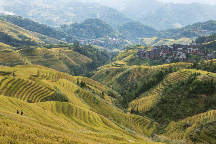 Aerial view of terraces rice fields in longji