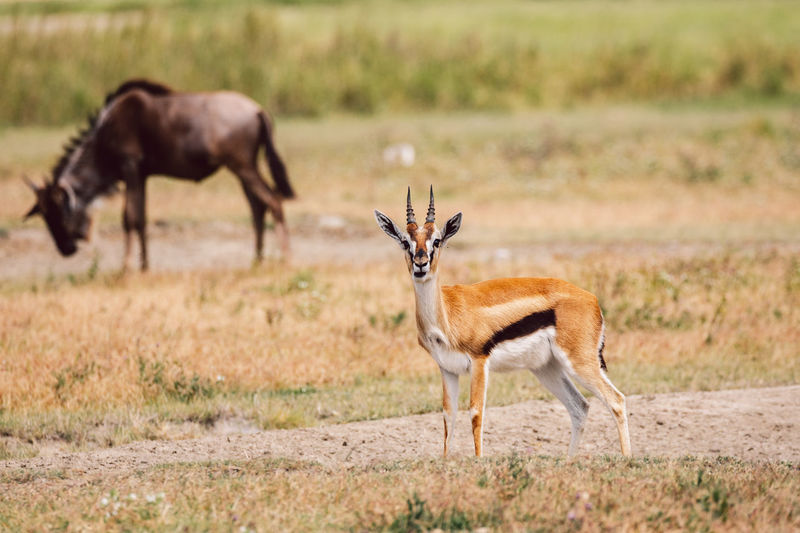 Deer standing on field