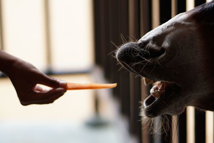 Close-up of a hand feedings carrots