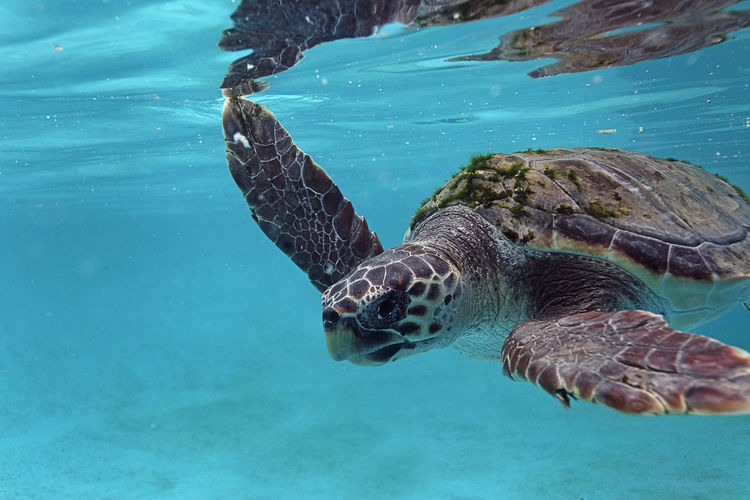 The loggerhead sea turtle from brijuni national park