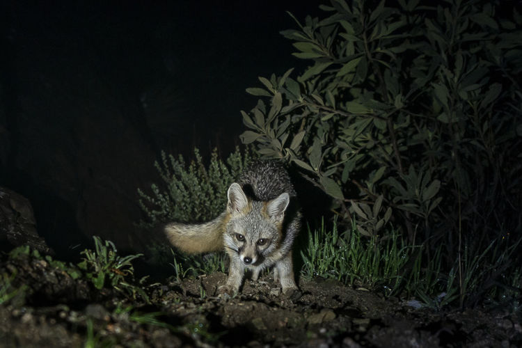 Little curious foxes in forest at night
