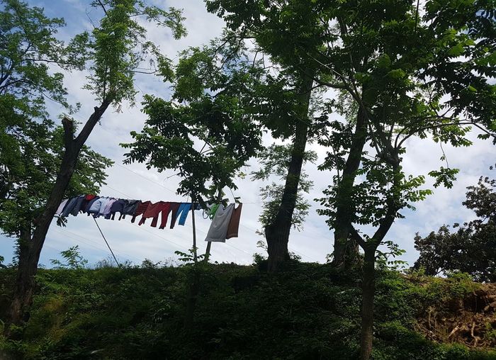 Low angle view of flags hanging from tree against sky