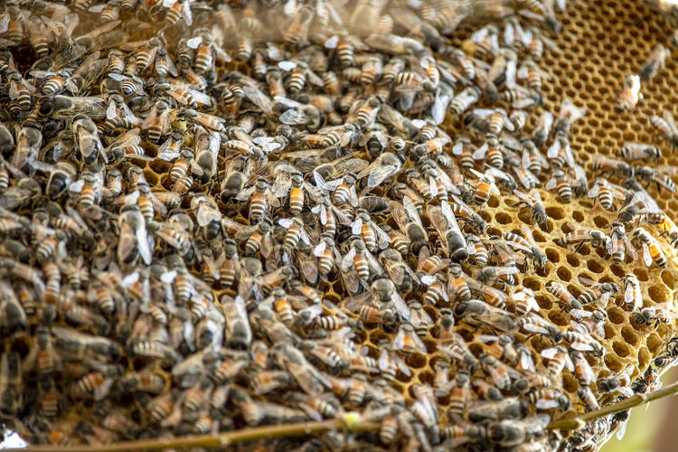 High angle view of bees