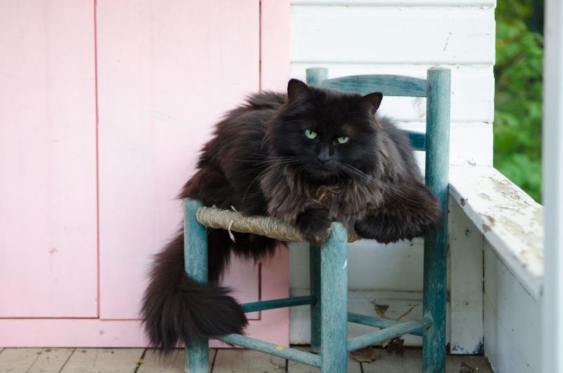 Portrait of black cat resting on stool in balcony