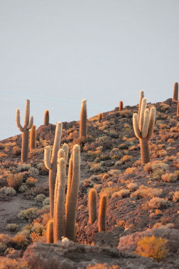 Cactus in desert against clear sky