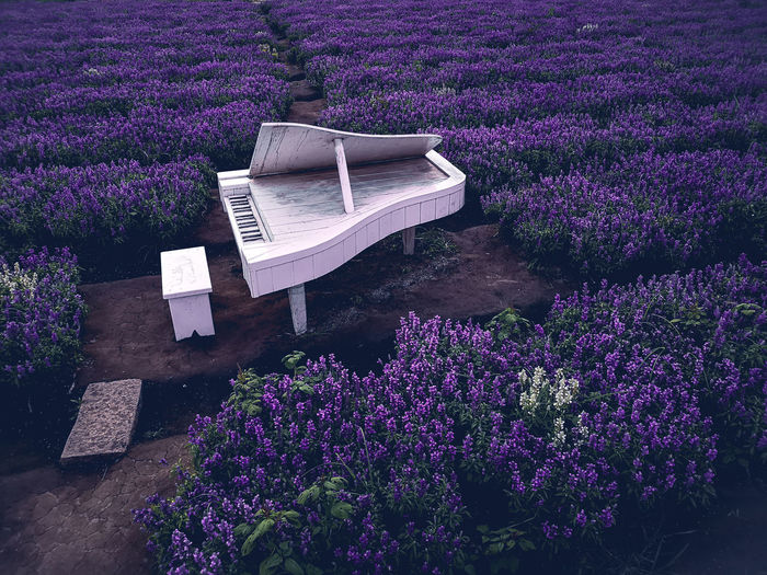 High angle view of purple flowering plants on field