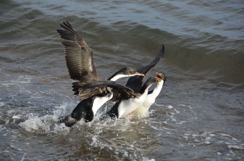 Birds fighting with each other in sea