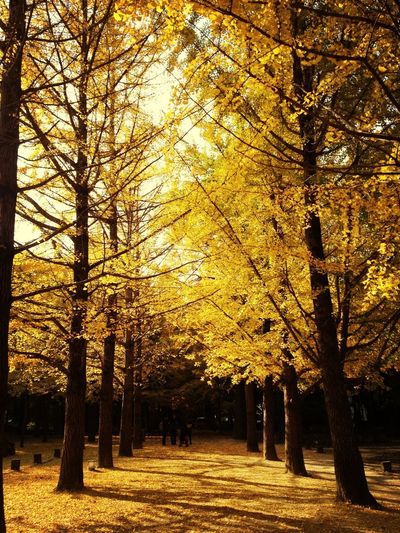 Autumn trees