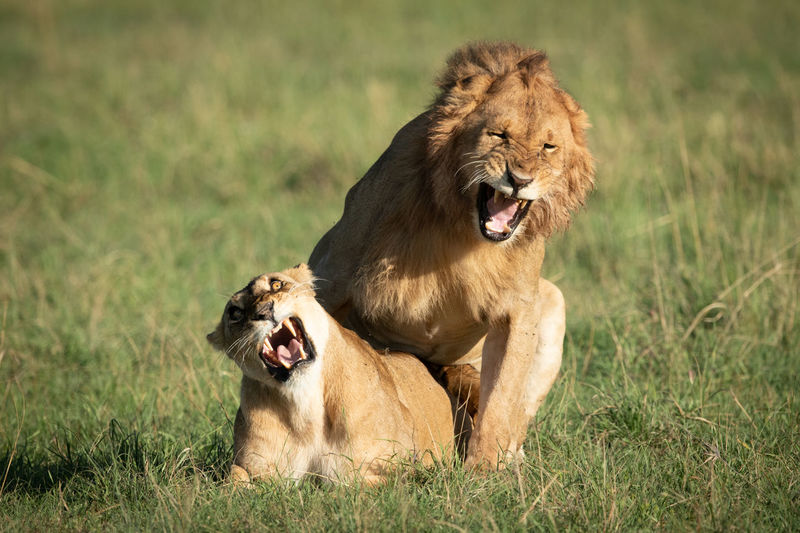 Male and female lions roar while mating