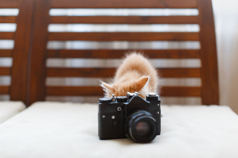 Little fluffy cute ginger cat plays with a vintage camera, kitty says cheese and takes a picture