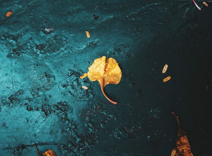 High angle view of autumn leaf in water