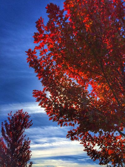 Low angle view of autumn tree against sky