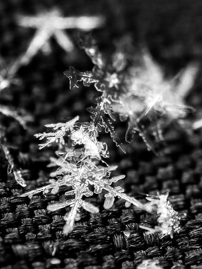 Close-up of snowflakes on pine tree during winter