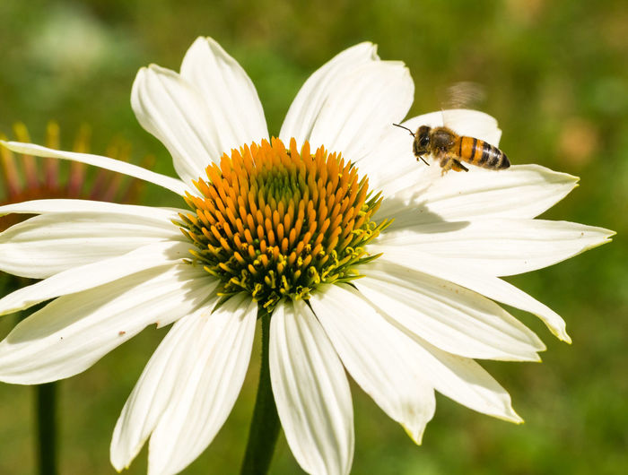 Bee pollinating flower