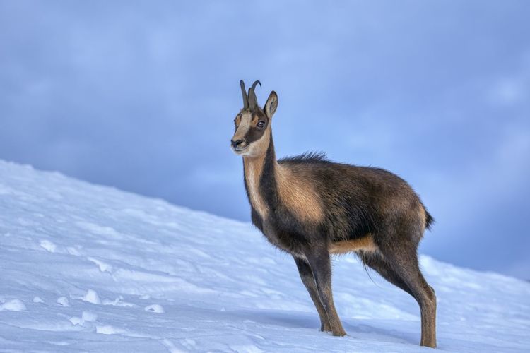 Chamois in the snow on the peaks of the national park picos de europa in spain. rebeco