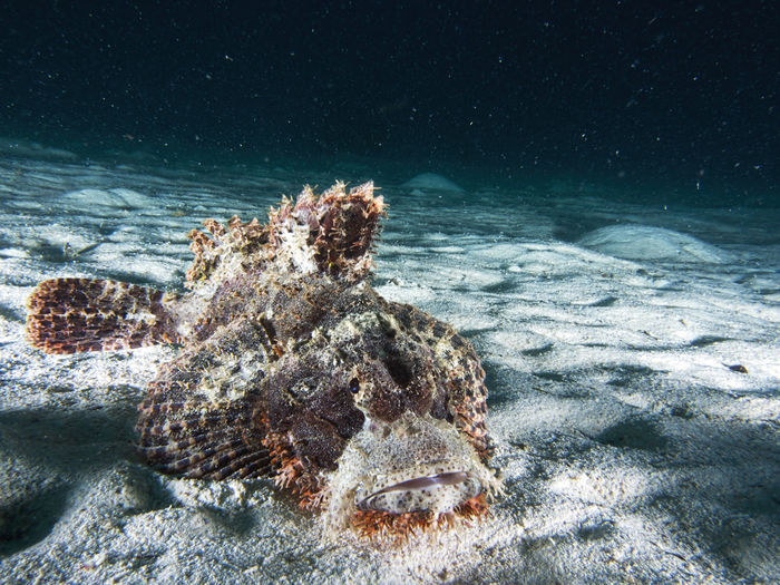 High angle view of scorpionfish swimming in sea