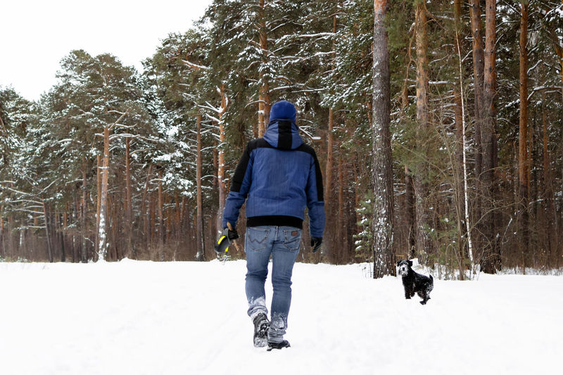 Young man is walking with his black miniature schnauzer in winter coniferous forest.
